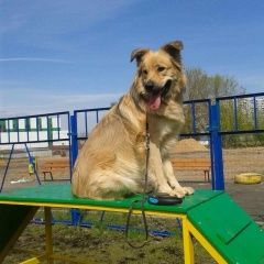 Подробнее об объявлении «Пропала собака кобель бежевый с рыжим и черным Волоколамск» Фото: пропала собака  «Пропала собака кобель бежевый с рыжим и черным...» в г. Волоколамск