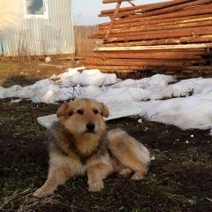 Подробнее об объявлении «Пропала собака кобель Москва» Фото: пропала собака  «Пропала собака кобель Москва» в г. Москва