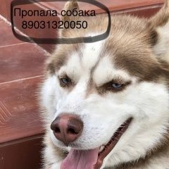 Подробнее об объявлении «Пропала собака кобель в клязьме хаски Пушкино» Фото: пропала собака Сибирская хаски «Пропала собака кобель в клязьме хаски Пушкино» в г. Пушкино