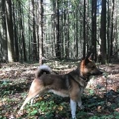 Подробнее об объявлении «Подольск Пропала собака кобель помогите найти любимца» Фото: пропала собака  «Подольск Пропала собака кобель помогите найти...» в г. Подольск