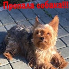 Подробнее об объявлении «Пропала собака Москва» Фото: пропала собака Йоркширский терьер «Пропала собака Москва» в г. Москва