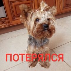 Подробнее об объявлении «Пропала собака кобель Москва» Фото: пропала собака Йоркширский терьер «Пропала собака кобель Москва» в г. Москва