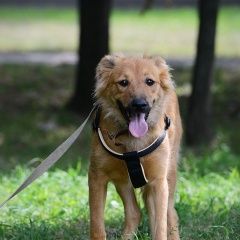 Подробнее об объявлении «Пропала собака Москва» Фото: пропала собака  «Пропала собака Москва» в г. Москва