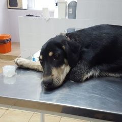 Подробнее об объявлении «Челябинск Пропала собака кобель щенок-подросток, овчароидного окраса» Фото: пропала собака  «Челябинск Пропала собака кобель...» в г. Челябинск