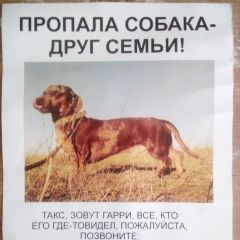 Подробнее об объявлении «Севастополь Пропала собака кобель мраморная такса» Фото: пропала собака Такса «Севастополь Пропала собака кобель мраморная такса» в г. Севастополь