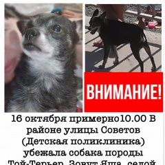 Подробнее об объявлении «Пропала собака кобель помогите найти  Новороссийск» Фото: пропала собака  «Пропала собака кобель помогите найти  Новороссийск» в г. Новороссийск