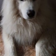 Подробнее об объявлении «Пропала собака кобель Егорьевск» Фото: пропала собака Самоедская лайка «Пропала собака кобель Егорьевск» в г. Егорьевск