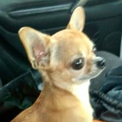 Подробнее об объявлении «Пропала собака чихуахуа мини Санкт-Петербург» Фото: пропала собака Чихуахуа «Пропала собака чихуахуа мини Санкт-Петербург» в г. Санкт-Петербург