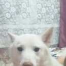 Подробнее об объявлении «Волосово Пропала собака помогите найти» Фото: пропала собака  «Волосово Пропала собака помогите найти» в г. Волосово