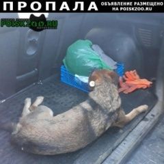 Подробнее об объявлении «Кузоватово Пропала собака помогите найти» Фото: пропала собака  «Кузоватово Пропала собака помогите найти» в г. Кузоватово