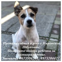 Подробнее об объявлении «Пропала собака кобель прошу помощи   Днепропетровск» Фото: пропала собака Джек рассел терьер «Пропала собака кобель прошу помощи...» в г. Днепропетровск