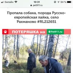 Подробнее об объявлении «Пропала собака срочно    Пушкино» Фото: пропала собака Сибирская «Пропала собака срочно    Пушкино» в г. Пушкино