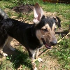 Подробнее об объявлении «Пропала собака кобель Санкт-Петербург» Фото: пропала собака  «Пропала собака кобель Санкт-Петербург» в г. Санкт-Петербург