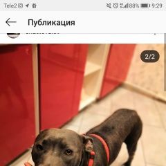 Подробнее об объявлении «Пропала собака питбуль, добрый вреда не причинит. Ростов-на-Дону» Фото: пропала собака  «Пропала собака питбуль, добрый вреда не...» в г. Ростов-на-Дону