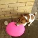 Подробнее об объявлении «Пропала собака кобель Нижний Новгород» Фото: пропала собака Джек рассел терьер «Пропала собака кобель Нижний Новгород» в г. Нижний Новгород