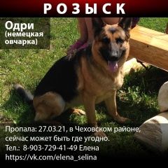 Подробнее об объявлении «Пропала собака немецкая овчарка, девочка 10 лет Чехов» Фото: пропала собака Немецкая овчарка «Пропала собака немецкая овчарка, девочка 10 лет...» в г. Чехов
