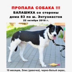 Подробнее об объявлении «Пропала собака Балашиха» Фото: пропала собака  «Пропала собака Балашиха» в г. Балашиха