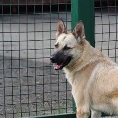 Подробнее об объявлении «Пропала собака Москва» Фото: пропала собака  «Пропала собака Москва» в г. Москва