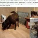 Подробнее об объявлении «Щербинка Пропала собака кобель женщина увела беглеца» Фото: пропала собака Лабрадор ретривер «Щербинка Пропала собака кобель женщина увела...» в г. Щербинка