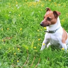 Подробнее об объявлении «Пропала собака кобель Санкт-Петербург» Фото: пропала собака Джек рассел терьер «Пропала собака кобель Санкт-Петербург» в г. Санкт-Петербург