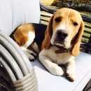 Подробнее об объявлении «Пермь Пропала собака кобель» Фото: пропала собака Бигль «Пермь Пропала собака кобель» в г. Пермь