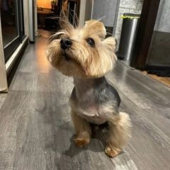 Подробнее об объявлении «Кобринское Пропала собака кобель» Фото: пропала собака Йоркширский терьер «Кобринское Пропала собака кобель» в г. Кобринское