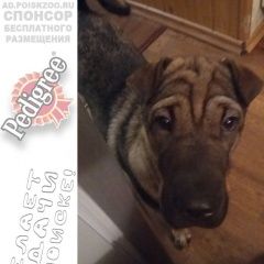Подробнее об объявлении «Чита Пропала собака» Фото: пропала собака  «Чита Пропала собака» в г. Чита