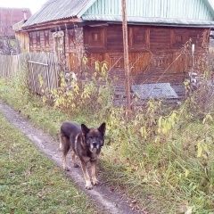 Подробнее об объявлении «Пропала собака кобель пёс  Томск» Фото: пропала собака  «Пропала собака кобель пёс  Томск» в г. Томск