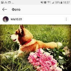 Подробнее об объявлении «Ставрополь Пропала собака кобель рыжий кобель 5 лет» Фото: пропала собака  «Ставрополь Пропала собака кобель рыжий кобель 5...» в г. Ставрополь