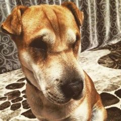 Подробнее об объявлении «Пропала собака кобель Брянск» Фото: пропала собака Шар-пей «Пропала собака кобель Брянск» в г. Брянск