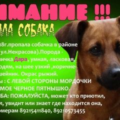 Подробнее об объявлении «Пропала собака Бабаево» Фото: пропала собака  «Пропала собака Бабаево» в г. Бабаево