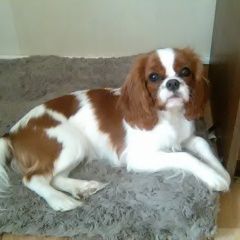 Подробнее об объявлении «Пропала собака село введенское Звенигород» Фото: пропала собака Кавалер кинг чарльз спаниель «Пропала собака село введенское Звенигород» в г. Звенигород
