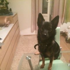 Подробнее об объявлении «Пропала собака кобель Санкт-Петербург» Фото: пропала собака  «Пропала собака кобель Санкт-Петербург» в г. Санкт-Петербург