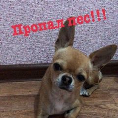 Подробнее об объявлении «Краснодар Пропала собака кобель» Фото: пропала собака Чихуахуа «Краснодар Пропала собака кобель» в г. Краснодар
