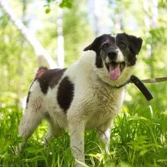 Подробнее об объявлении «Пропала собака кобель пес буч Тверь» Фото: пропала собака  «Пропала собака кобель пес буч Тверь» в г. Тверь