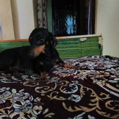Подробнее об объявлении «Пропала собака кобель такса мальчик имя чиж Калач-на-Дону» Фото: пропала собака Такса «Пропала собака кобель такса мальчик имя чиж...» в г. Калач-на-Дону