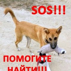 Подробнее об объявлении «Севастополь Пропала собака кобель помогите найти» Фото: пропала собака  «Севастополь Пропала собака кобель помогите найти» в г. Севастополь