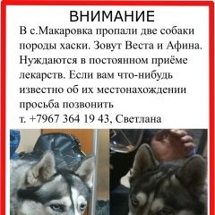Подробнее об объявлении «Казань Пропала собака хаски, серые, голубоглазые» Фото: пропала собака Сибирская хаски «Казань Пропала собака хаски, серые, голубоглазые» в г. Казань