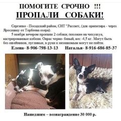 Подробнее об объявлении «Пропала собака кобель Москва» Фото: пропала собака Той-терьер «Пропала собака кобель Москва» в г. Москва