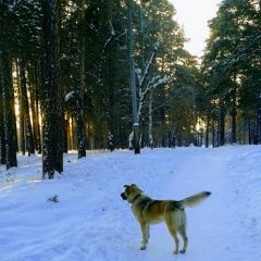 Подробнее об объявлении «Пропала собака кобель Ангарск» Фото: пропала собака  «Пропала собака кобель Ангарск» в г. Ангарск