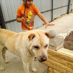 Подробнее об объявлении «Волгоград Пропала собака кобель по кличке рич» Фото: пропала собака Шар-пей «Волгоград Пропала собака кобель по кличке рич» в г. Волгоград