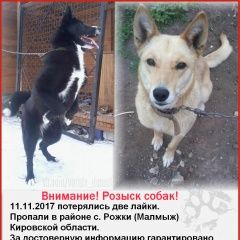 Подробнее об объявлении «Пропала собака Малмыж» Фото: пропала собака  «Пропала собака Малмыж» в г. Малмыж