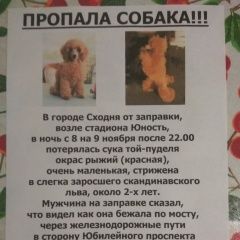 Подробнее об объявлении «Пропала собака рыжий той пудель, сука. Сходня» Фото: пропала собака Пудель «Пропала собака рыжий той пудель, сука. Сходня» в г. Сходня