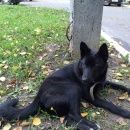 Подробнее об объявлении «Саранск Пропала собака» Фото: пропала собака  «Саранск Пропала собака» в г. Саранск