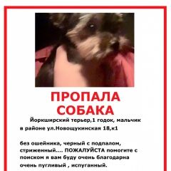 Подробнее об объявлении «Пропала собака кобель Москва» Фото: пропала собака Йоркширский терьер «Пропала собака кобель Москва» в г. Москва