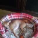 Подробнее об объявлении «Пропала собака кобель Орехово-Зуево» Фото: пропала собака  «Пропала собака кобель Орехово-Зуево» в г. Орехово-Зуево