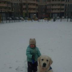 Подробнее об объявлении «Подольск Пропала собака кобель» Фото: пропала собака Голден ретривер «Подольск Пропала собака кобель» в г. Подольск