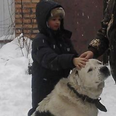 Подробнее об объявлении «Пропала собака кобель друг по имени ардай Батайск» Фото: пропала собака Среднеазиатская овчарка «Пропала собака кобель друг по имени ардай Батайск» в г. Батайск