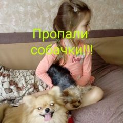 Подробнее об объявлении «Пропала собака и йорк и шпиц обе девочки Новочеркасск» Фото: пропала собака  «Пропала собака и йорк и шпиц обе девочки...» в г. Новочеркасск