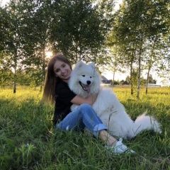 Подробнее об объявлении «Пропала собака кобель самоед мики 18.11.18 Ясногорск» Фото: пропала собака Самоедская лайка «Пропала собака кобель самоед мики 18.11.18...» в г. Ясногорск